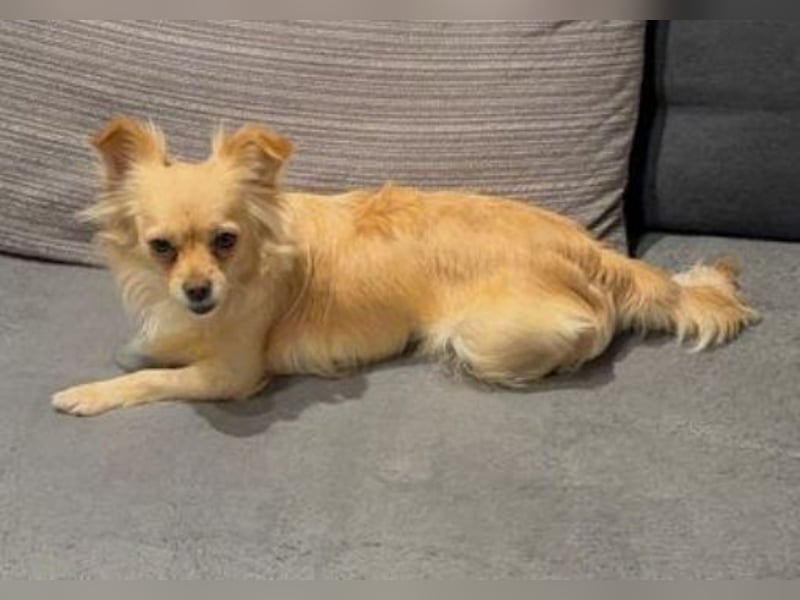 MINNIE ist ein winziges Hundemädchen