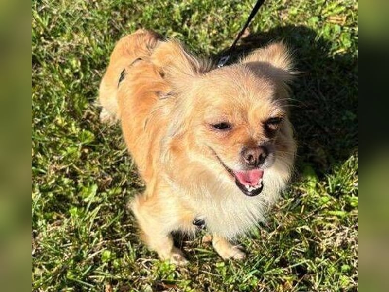 MINNIE ist ein winziges Hundemädchen
