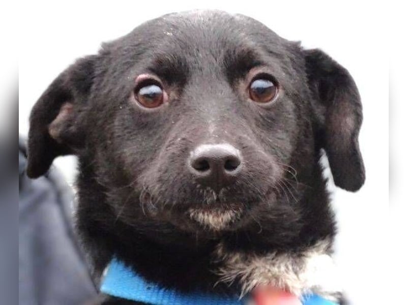 DINA kleines Hundekind in Lebensgefahr