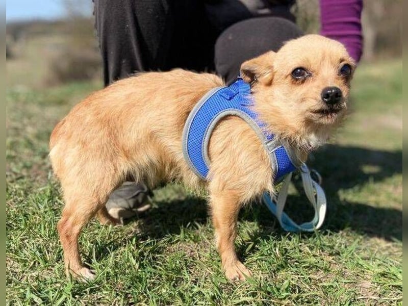 GINGER irrte hungrig umher