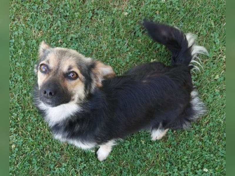 ZOICA ist ein absoluter Traumhund