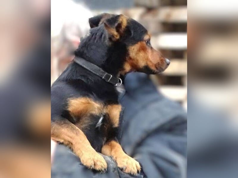 FLOCKY ist der Liebling aller