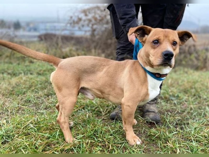 WINSTON ist ein herziger Kerl