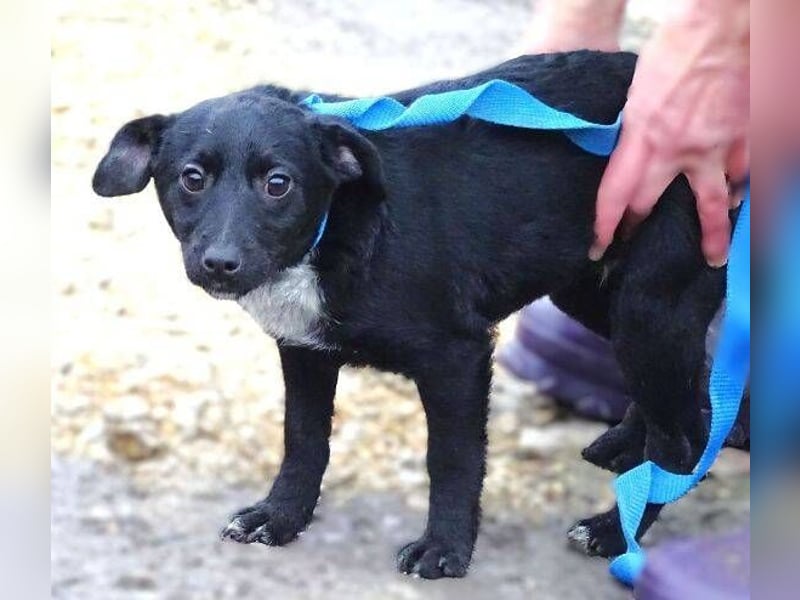 DINA kleines Hundekind in Lebensgefahr