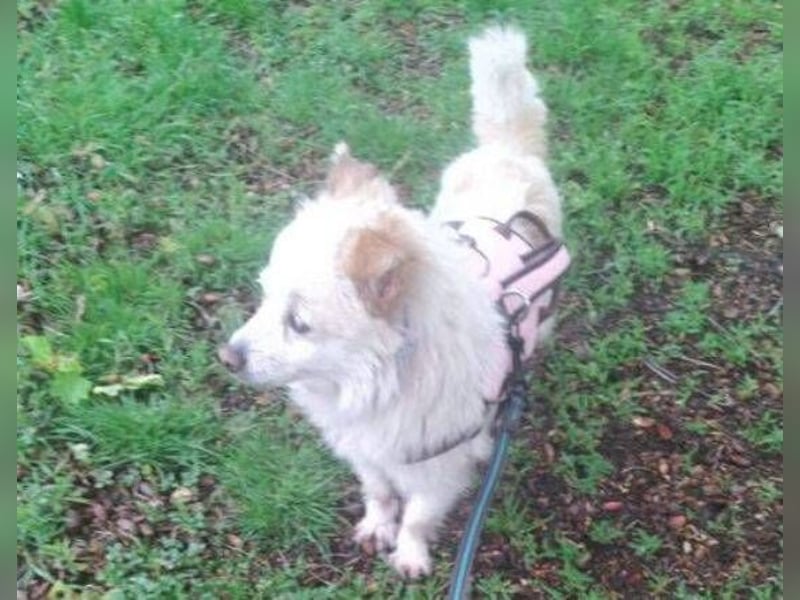 TALVI ist eine süße Hundedame
