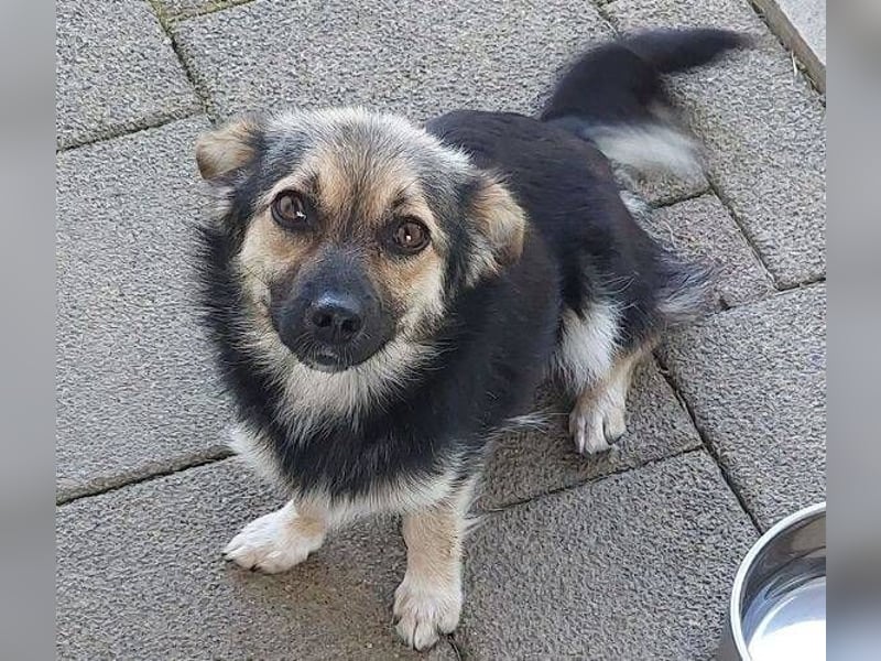 ZOICA ist ein absoluter Traumhund