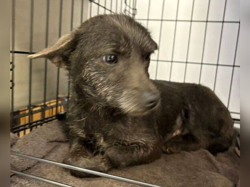 BETTY 3 braucht dringend Hilfe