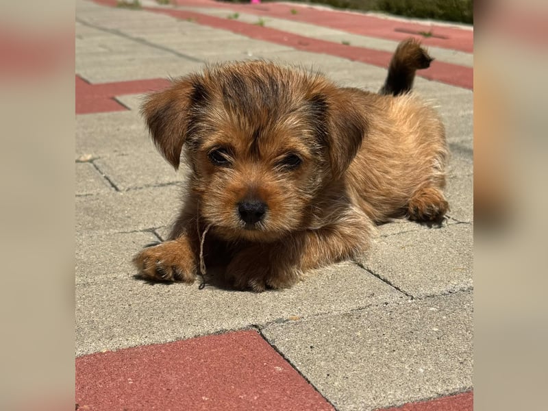 kleine Pfoten auf der Suche nach dem großen Glück! Pflegestelle 26629