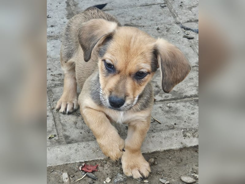 LEO – KLEINER ENTDECKER MIT EINEM GROSSEN KUSCHELHERZEN! ❤️
