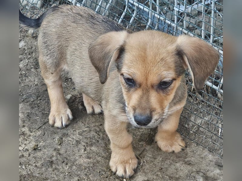 LEO – KLEINER ENTDECKER MIT EINEM GROSSEN KUSCHELHERZEN! ❤️