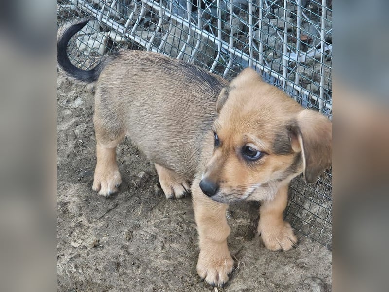 LEO – KLEINER ENTDECKER MIT EINEM GROSSEN KUSCHELHERZEN! ❤️