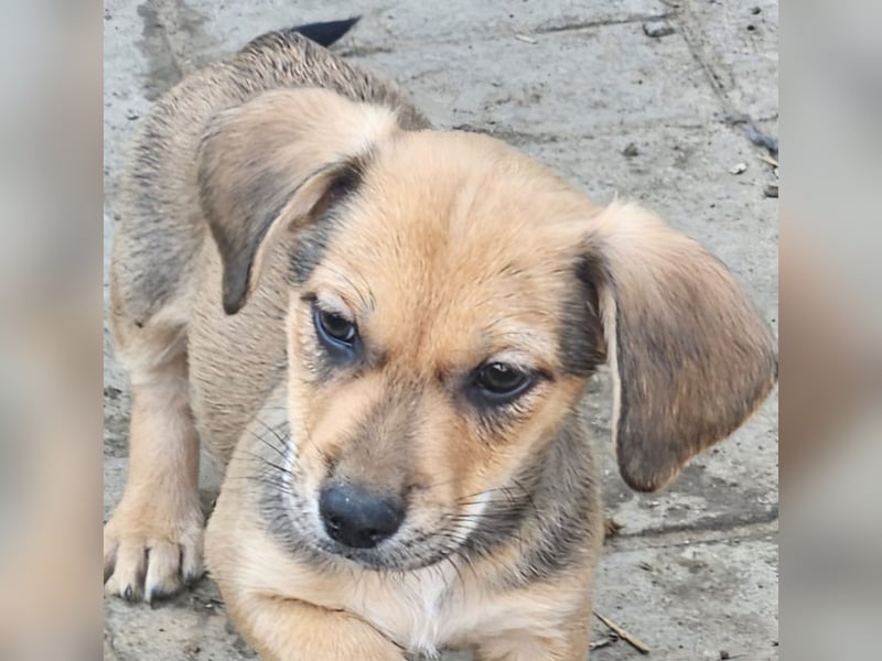 LEO – KLEINER ENTDECKER MIT EINEM GROSSEN KUSCHELHERZEN! ❤️