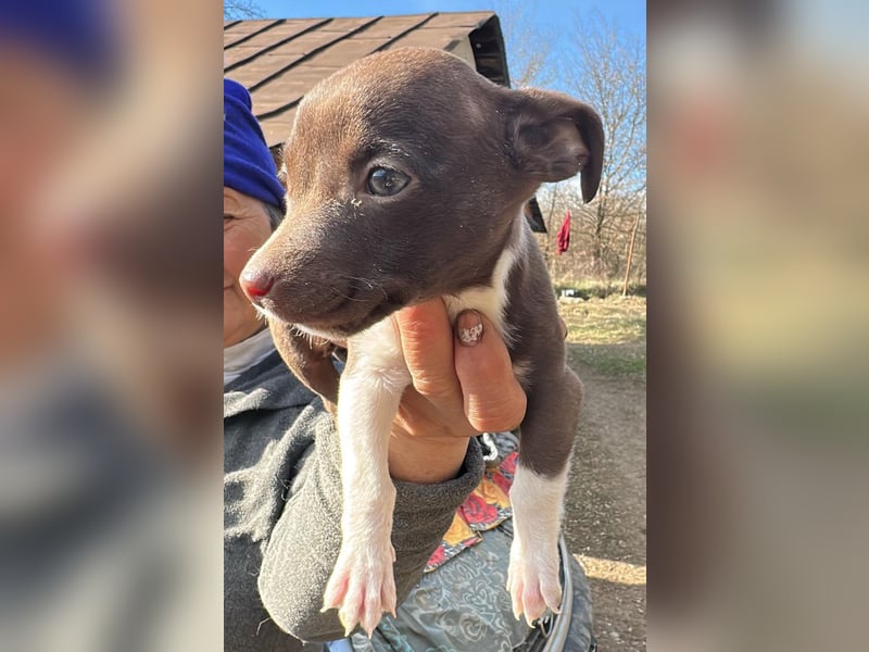 Olanda, klein, süß, schnuckelig sucht ihr Zuhause