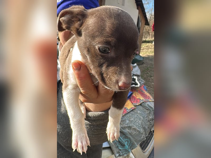 Olanda, klein, süß, schnuckelig sucht ihr Zuhause