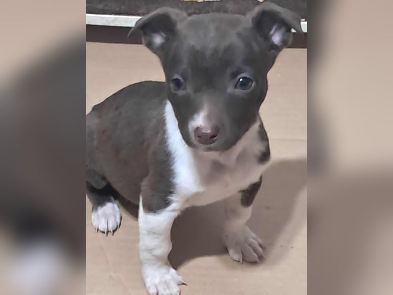 Olanda, klein, süß, schnuckelig sucht ihr Zuhause