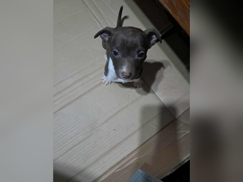 Olanda, klein, süß, schnuckelig sucht ihr Zuhause