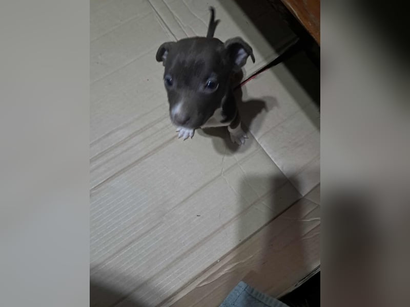 Olanda, klein, süß, schnuckelig sucht ihr Zuhause