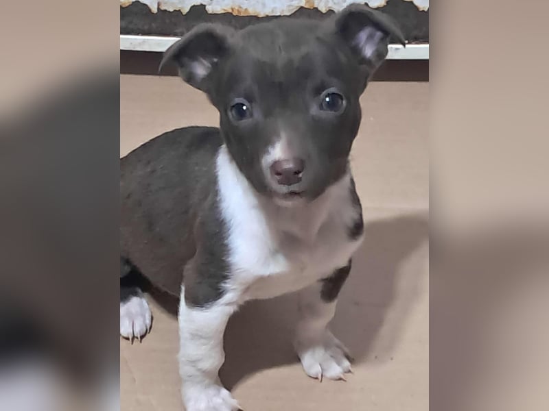 Olanda, klein, süß, schnuckelig sucht ihr Zuhause