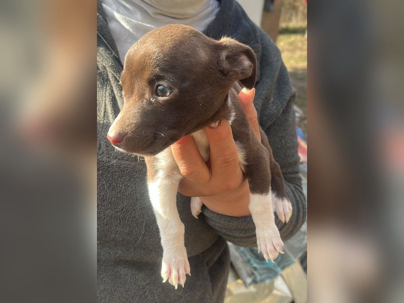 Olanda, klein, süß, schnuckelig sucht ihr Zuhause