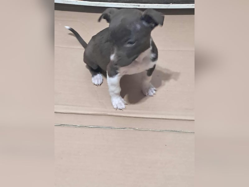 Olanda, klein, süß, schnuckelig sucht ihr Zuhause