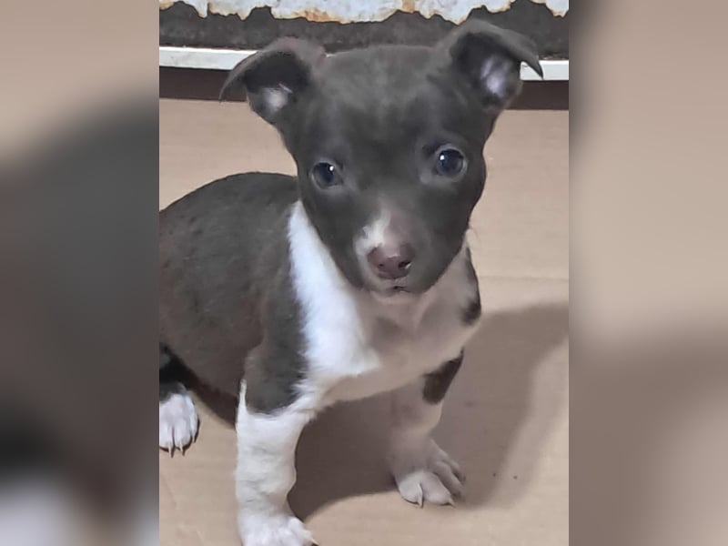 Olanda, klein, süß, schnuckelig sucht ihr Zuhause