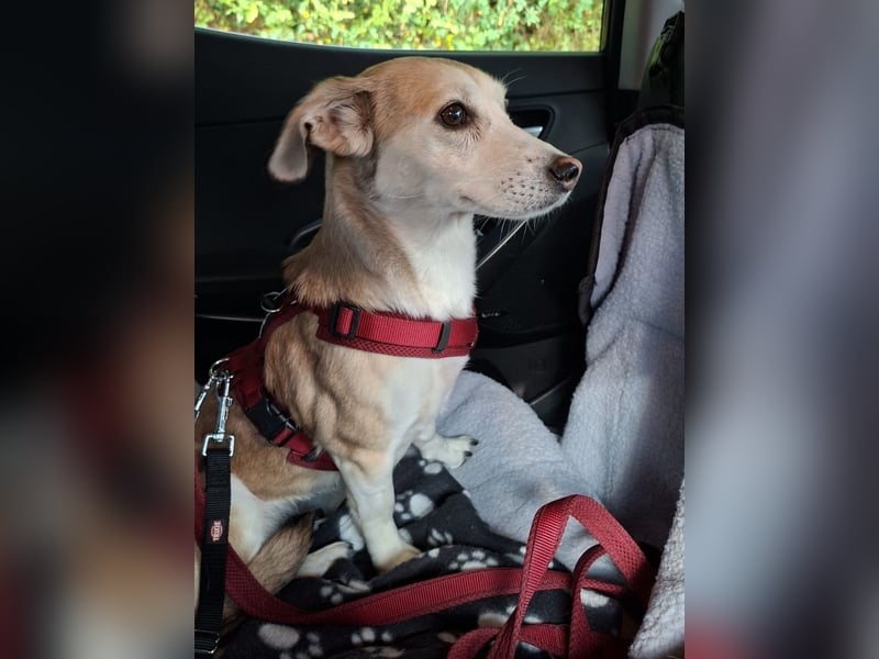 Alenka– sanfte Kuschelmaus sucht noch einmal ihr großes Glück