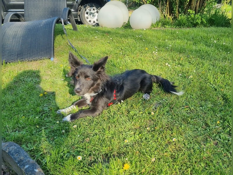 Limo möchte endlich ankommen...