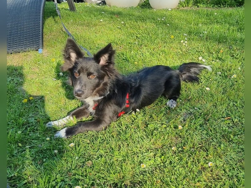 Limo möchte endlich ankommen...