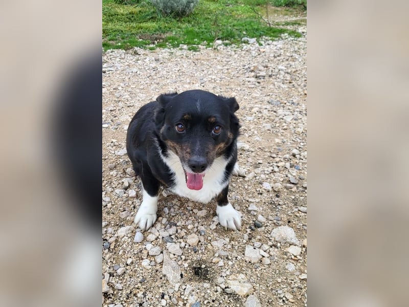 Mila ❤️ kleine, so liebe Schmusehündin!