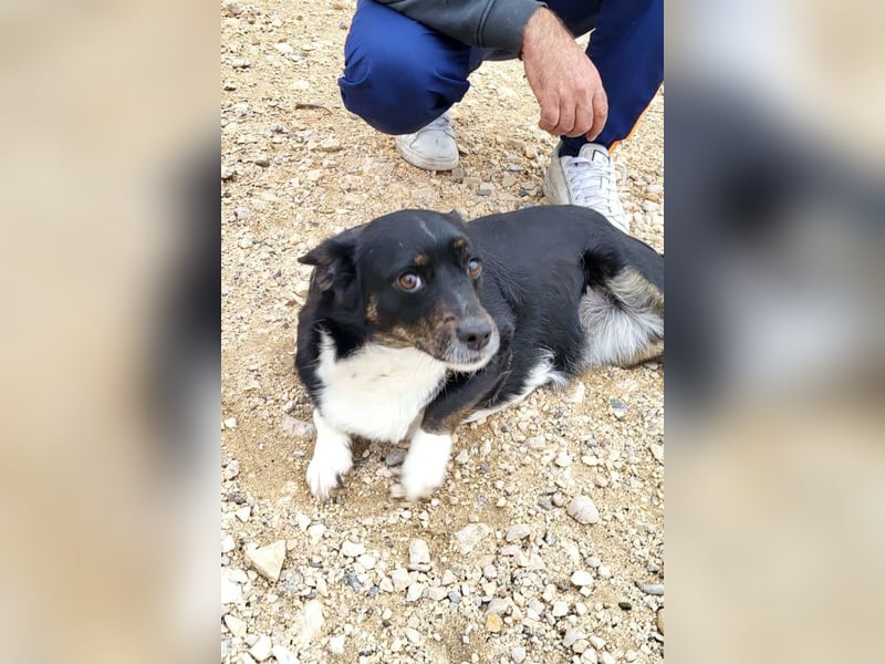 Mila ❤️ kleine, so liebe Schmusehündin!