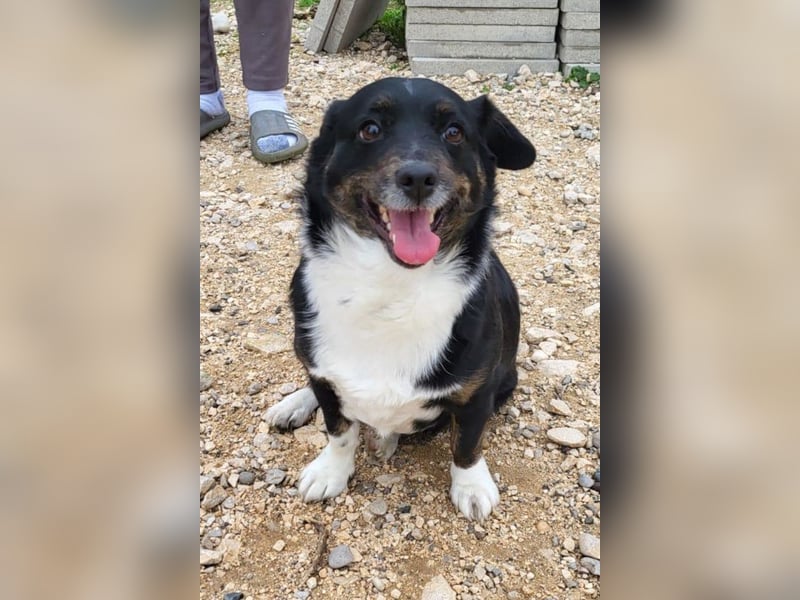 Mila ❤️ kleine, so liebe Schmusehündin!