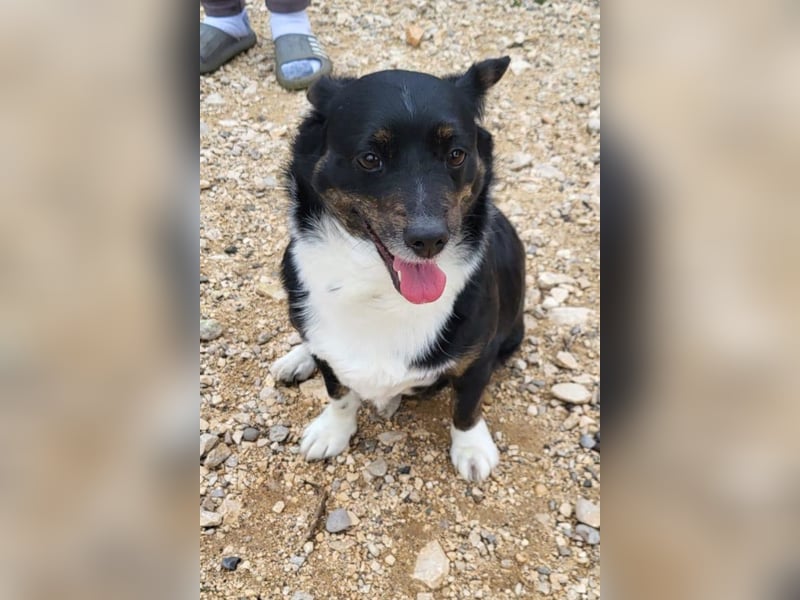 Mila ❤️ kleine, so liebe Schmusehündin!