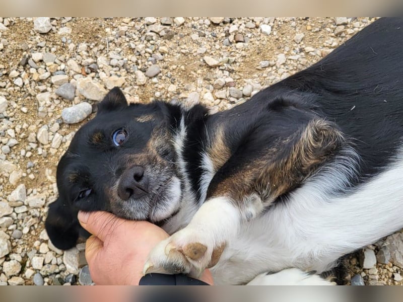 Mila ❤️ kleine, so liebe Schmusehündin!