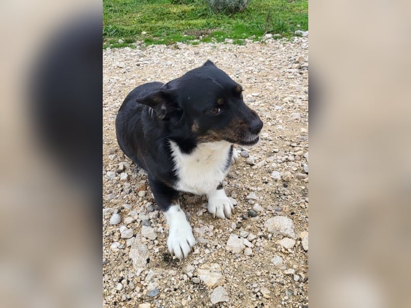 Mila ❤️ kleine, so liebe Schmusehündin!