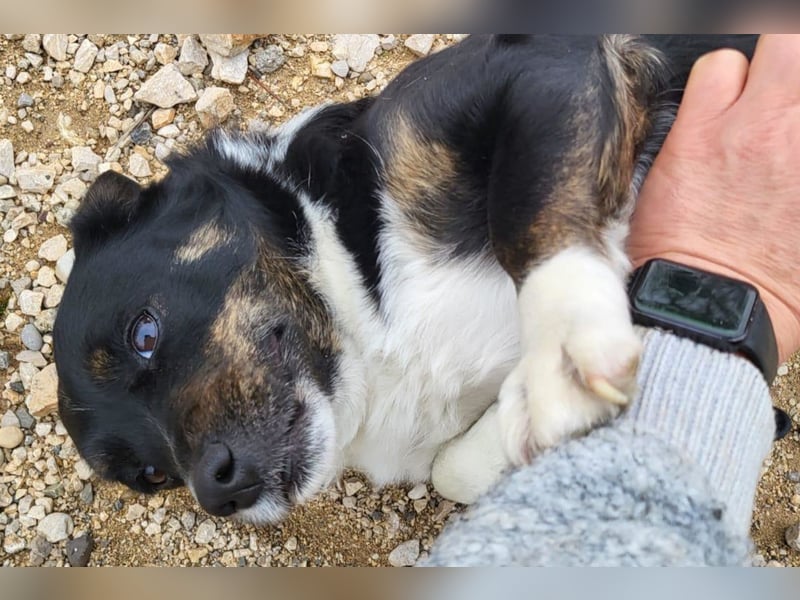 Mila ❤️ kleine, so liebe Schmusehündin!