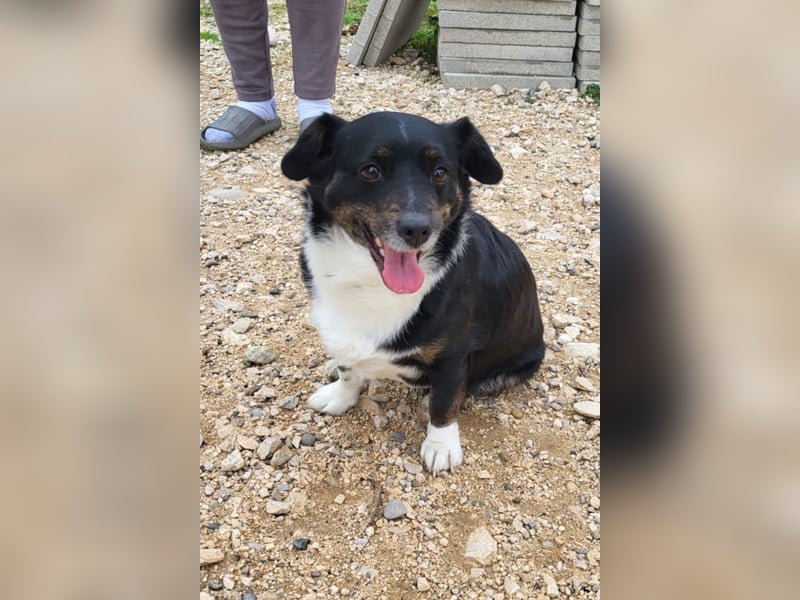 Mila ❤️ kleine, so liebe Schmusehündin!