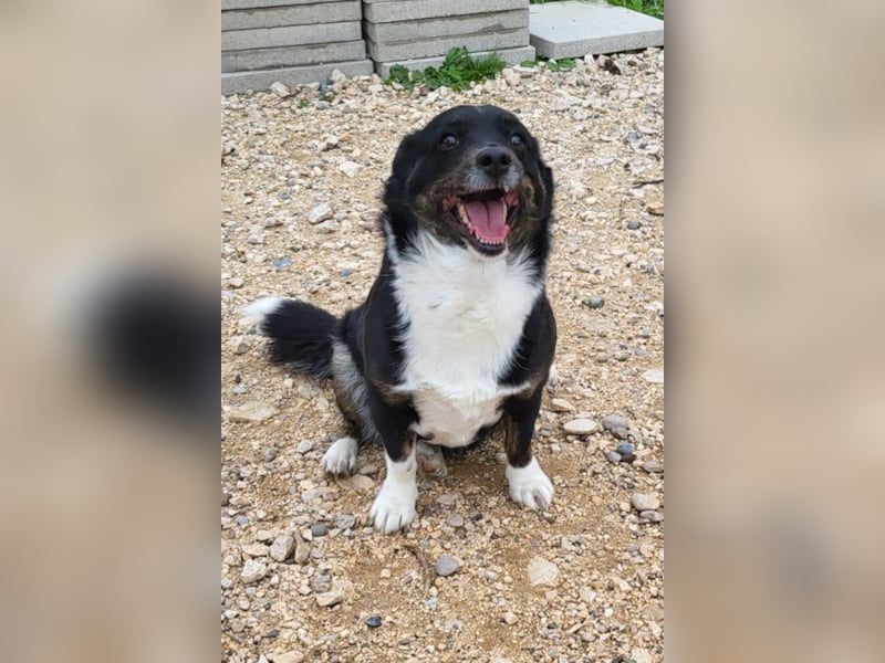 Mila ❤️ kleine, so liebe Schmusehündin!