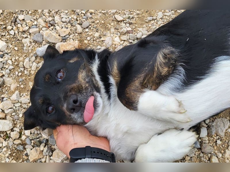 Mila ❤️ kleine, so liebe Schmusehündin!