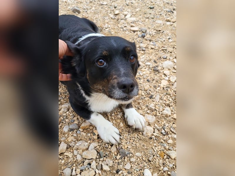 Mila ❤️ kleine, so liebe Schmusehündin!