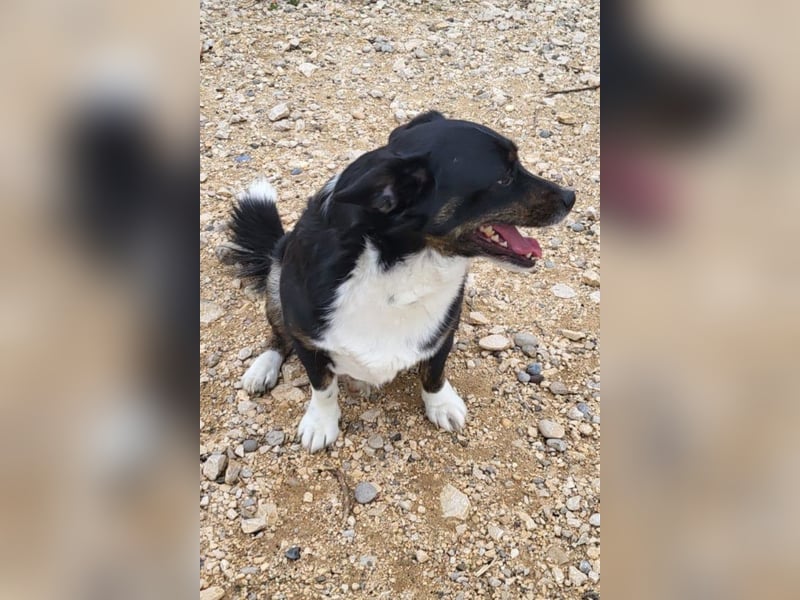 Mila ❤️ kleine, so liebe Schmusehündin!