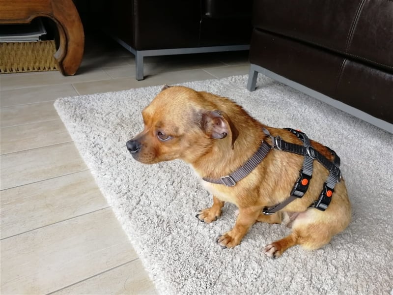 Minis im Doppelpack suchen ihr Glück