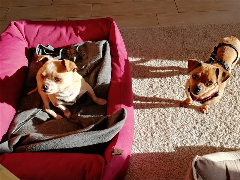 Minis im Doppelpack suchen ihr Glück