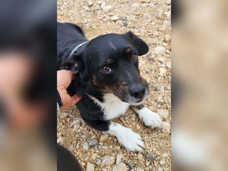 Mila ❤️ kleine, so liebe Schmusehündin!