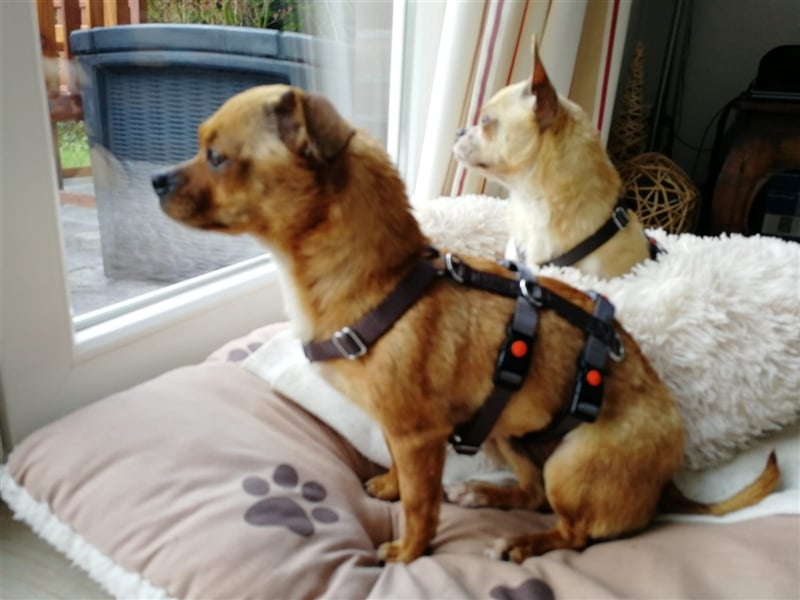 Minis im Doppelpack suchen ihr Glück