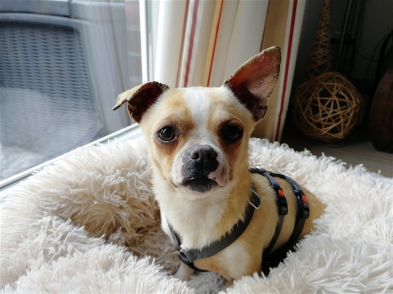 Minis im Doppelpack suchen ihr Glück