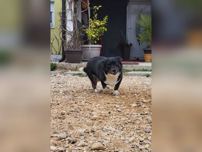 Mila ❤️ kleine, so liebe Schmusehündin!