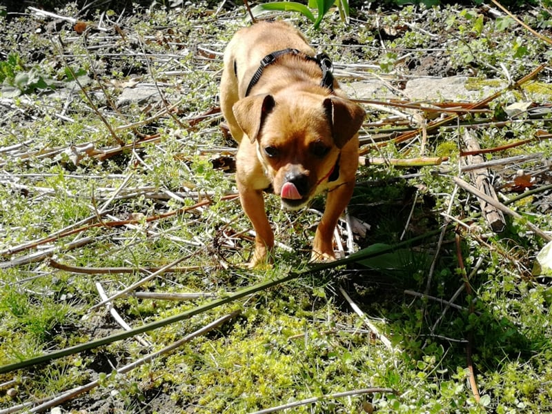 Minis im Doppelpack suchen ihr Glück