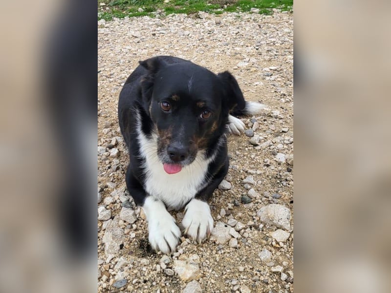 Mila ❤️ kleine, so liebe Schmusehündin!