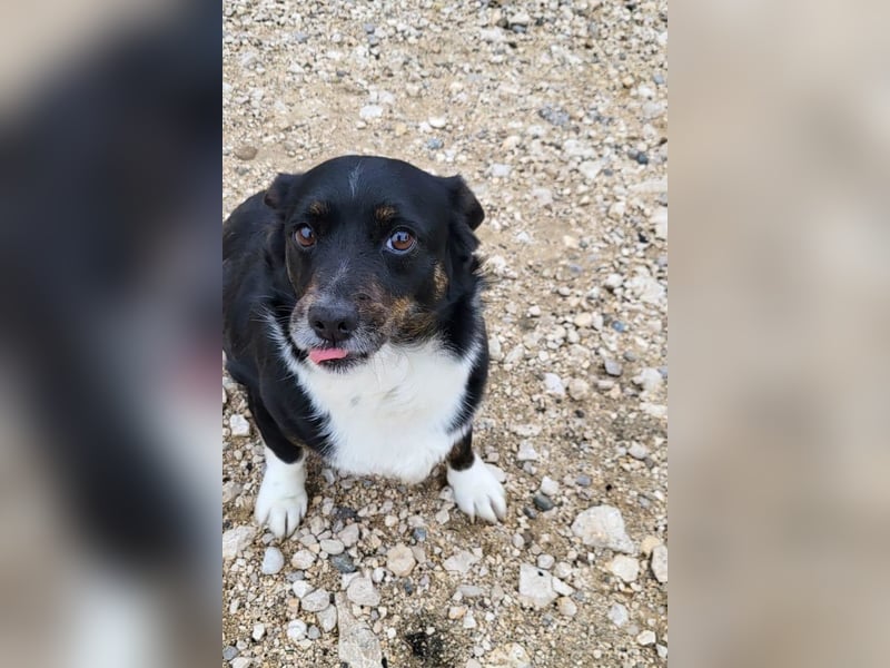 Mila ❤️ kleine, so liebe Schmusehündin!