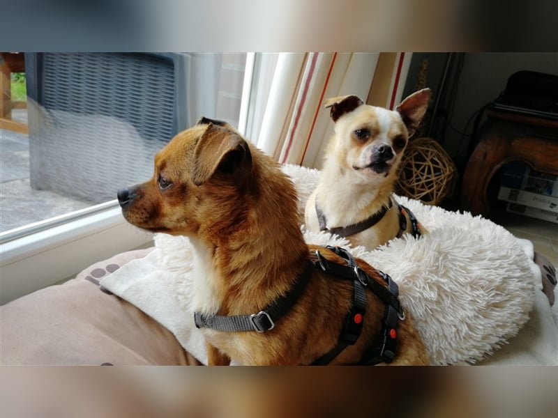 Minis im Doppelpack suchen ihr Glück